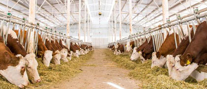 Hayvancılık Yatırım Teşvikleri
